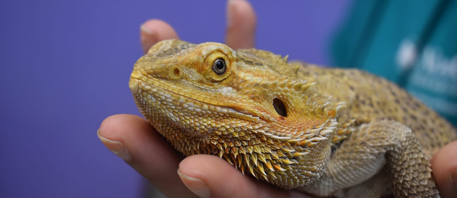 Volunteer Opportunities - Bearded dragon being held and socialized - Cub Creek Science and Animal Camp