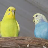 Birds - Budgie Parakeet- Cub Creek Science and Animal Camp