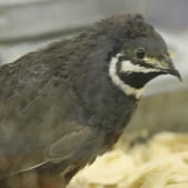 Birds – Button Quail – Cub Creek Science and Animal Camp Birds - Button Quail - Cub Creek Science and Animal Camp