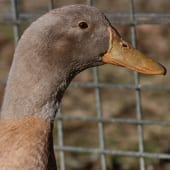 Birds – Call Duck – Cub Creek Science and Animal Camp Birds - Call Duck - Cub Creek Science and Animal Camp