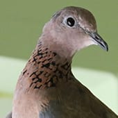 Birds - Dove - Cub Creek Science and Animal Camp