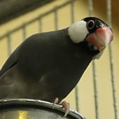 Birds – Java Rice Finch – Cub Creek Science and Animal Camp Birds - Java Rice Finch - Cub Creek Science and Animal Camp