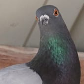 Birds - Pigeon - Cub Creek Science and Animal Camp
