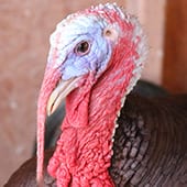 Birds - Turkey - Cub Creek Science and Animal Camp
