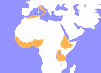 African Crested Porcupine Map - Cub Creek Science Camp