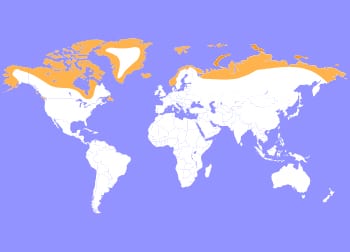 Arctic Fox Map - Cub Creek Science Camp