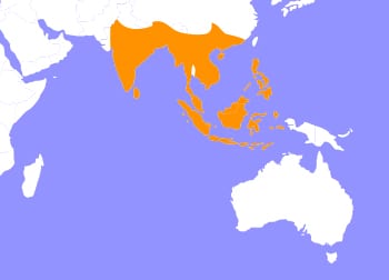 Palm Civet Map - Cub Creek Science Camp