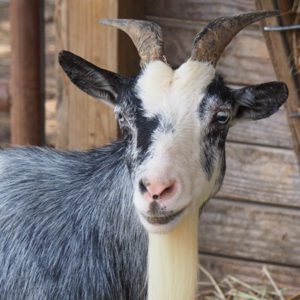 African Pygmy Goat - Cub Creek Science and Animal Camp