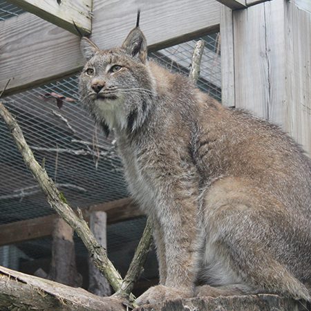 Canadian Lynx - Cub Creek Science and Animal Camp