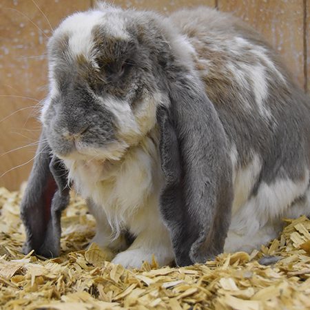 Flemish Giant Rabbit - Cub Creek Science and Animal Camp