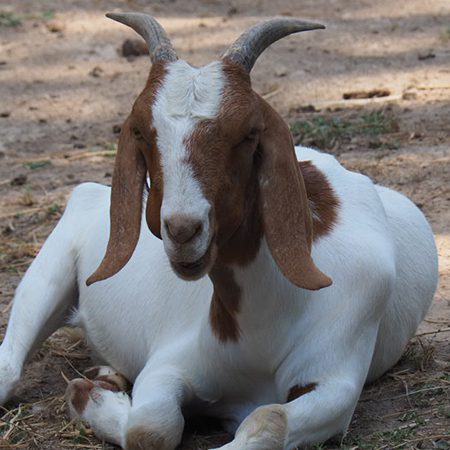 Nubian Goat - Cub Creek Science and Animal Camp