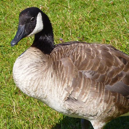 Canada goose, Migration, Habitat & Diet