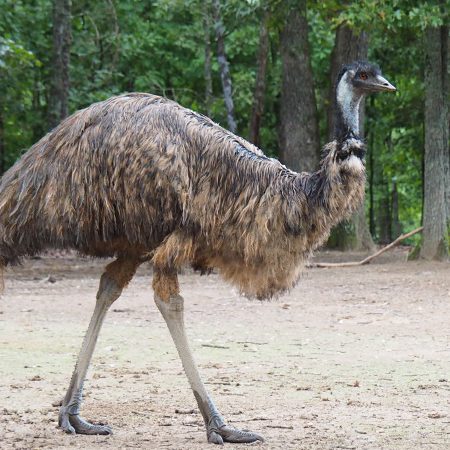 Birds-Emu