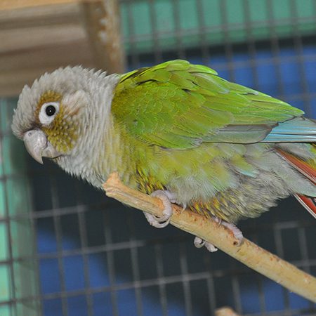 cheek parrot