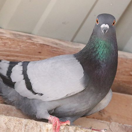 Pigeon - Cub Creek Science and Animal Camp