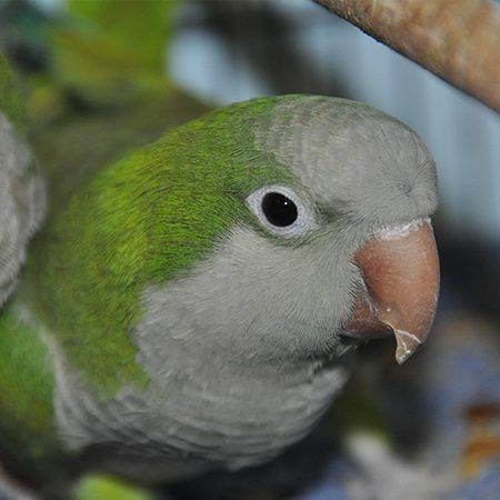 quaker parakeet