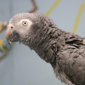 Timna Parrot Timneh African Grey - Cub Creek Science and Animal Camp