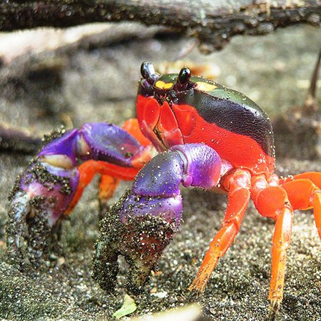 Invertebrates- Halloween Crab