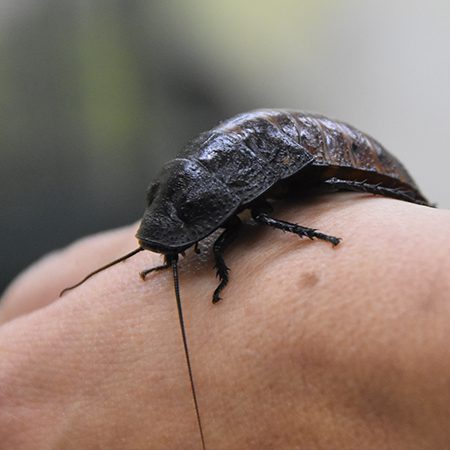 Madagascar Hissing Cockroach - Cub Creek Science and Animal Camp