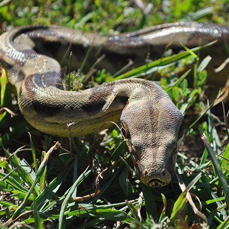 Boa Constrictor Size, Weight & Behavior