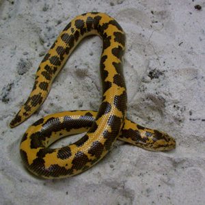 Kenyan Sand Boa - Cub Creek Science and Animal Camp