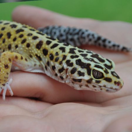 Leopard Gecko - Cub Creek Science and Animal Camp