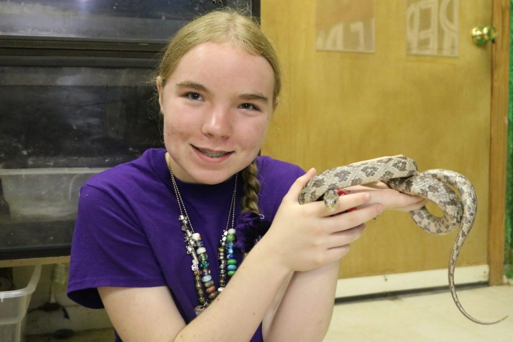 Corn Snake - Cub Creek Science and Animal Camp