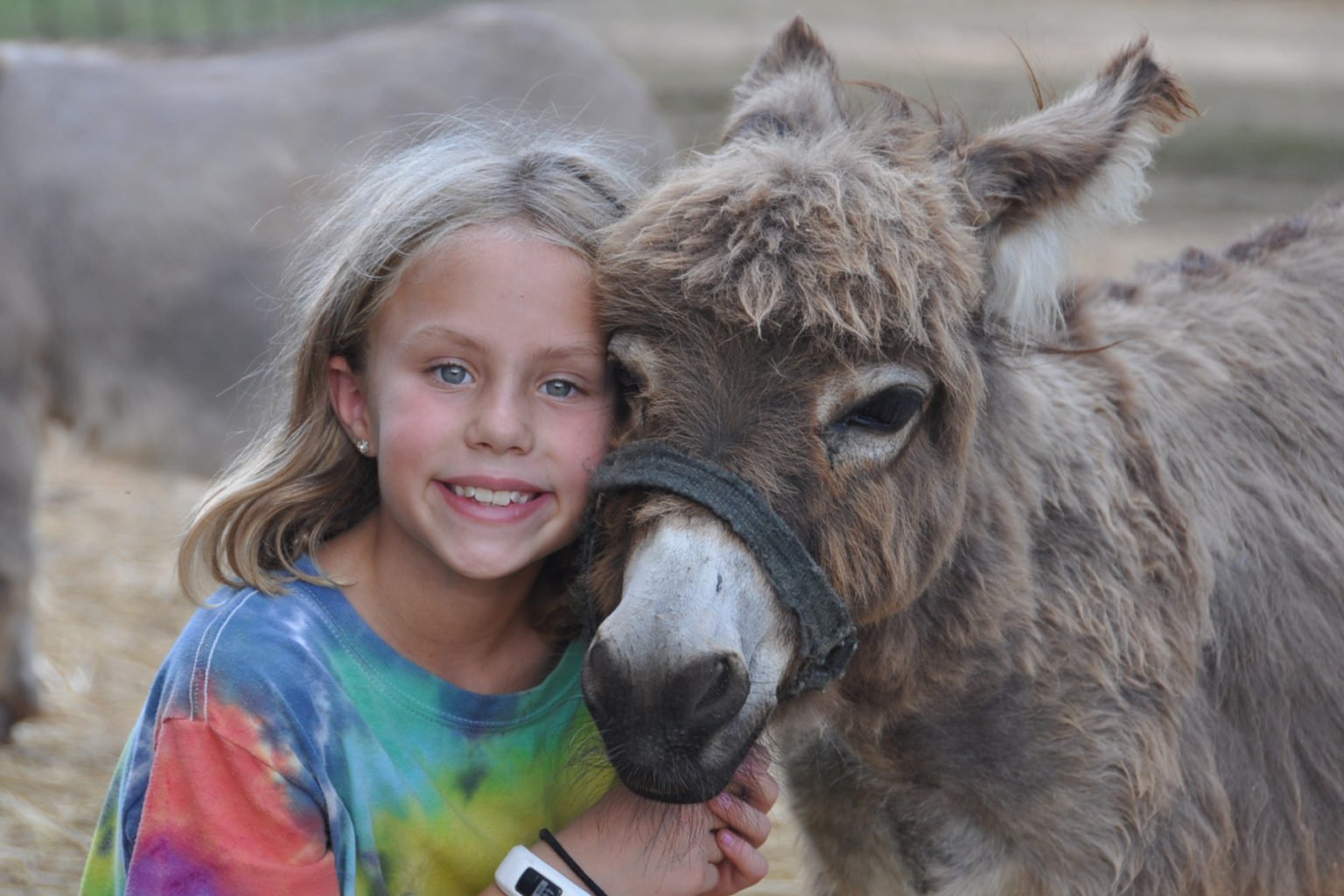 Miniature Donkey Cub Creek Science and Animal Camp