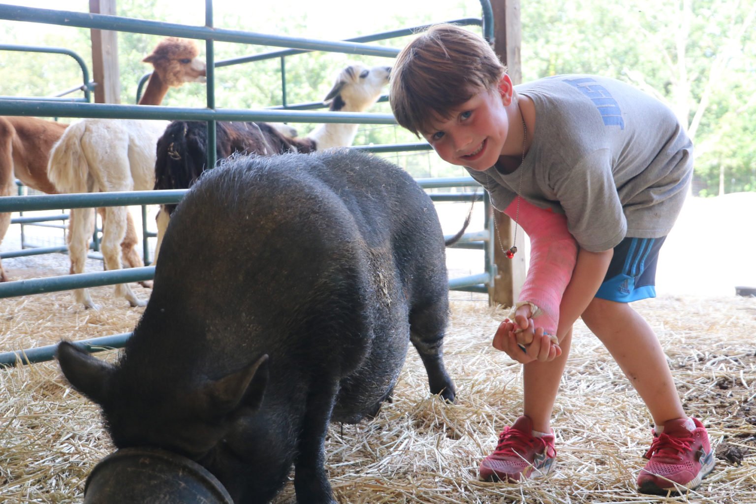 Pot Bellied Pig Cub Creek Science and Animal Camp