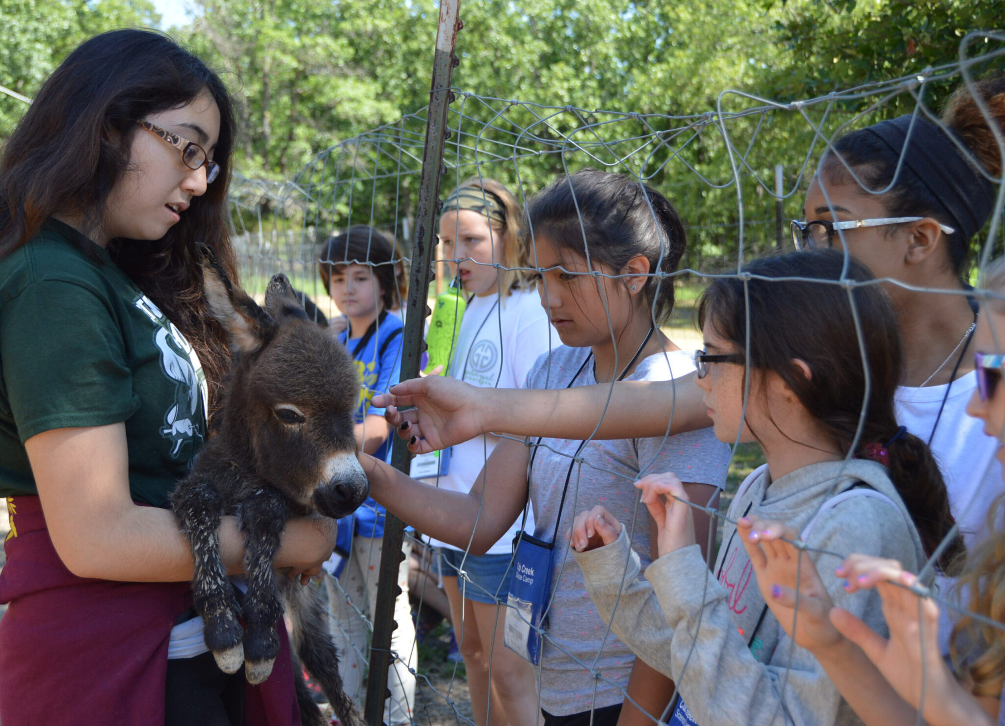 Campers Meeting A New Born Baby Donkey- Cub Creek Science Camp
