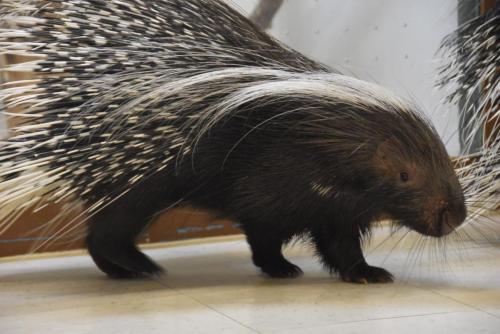 African Crested Porcupine - Cub Creek Science Camp