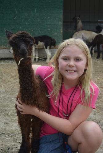 Baby Alpaca - Cub Creek Science Camp