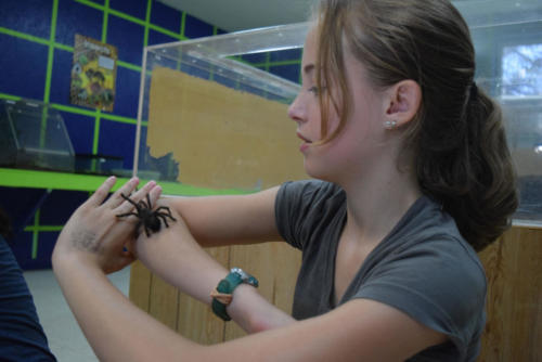 Chaco Golden Knee Tarantula - Cub Creek Science Camp