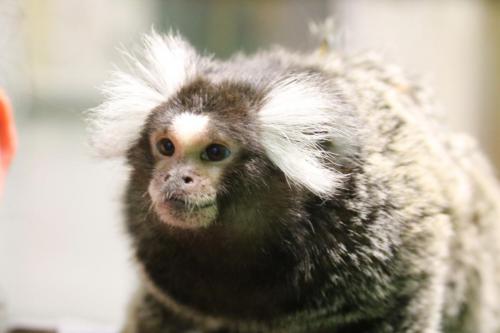 Cotton Eared Marmoset - Cub Creek Science and Animal Camp